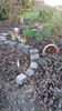 sedum reflexum(sedum rupestre) - tulipa unicum