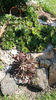 sempervivum mix