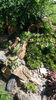 sempervivum mix
