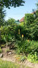 kniphofia uvaria