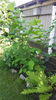 corylus avellana(alun)