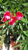 nerium oleander