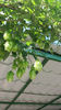 humulus lupulus(hamei)