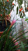 zephyranthes rosea - solanum capsicastrum