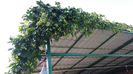 humulus lupulus