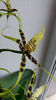 brassia toscane