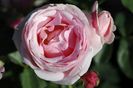 rose-Billet doux-3