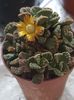 Titanopsis calcarea-l-am gasit cu o noua floricica