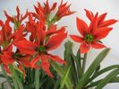 Hippeastrum_aulicum  15 epuizat