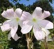 crinum_moorei15