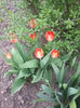 tulipa candy