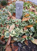 vinca major variegata