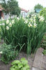 iris siberica alba