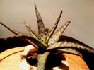 Aloe cv Nanomit 1