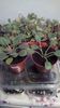 Cele mai noi plantute intrate in colectia mea, azi: RS African Violets Alan-s White Feather si Rs-Da