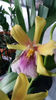 miltonia sunset