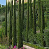 cupressus totem