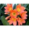 clivia lachs x monk  planta 45