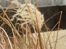 miscanthus sinensis