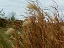 miscanthus Zebrinus