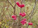 malus Red Sentinel