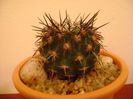 Eriosyce islayensis (Islaya islayensis)