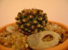 Pediocactus knowltonii