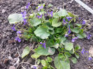 viola odorata