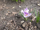 colchicum spp(branduse)