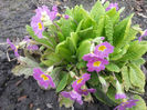 primula hybr.