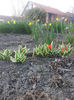 tulipa unicum