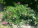 paeonia pink