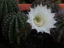 echinopsis hybr.