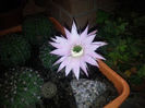 echinopsis hybr.