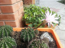 echinopsis hybr.