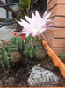 echinopsis hybr.