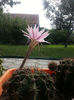 echinopsis hybr.