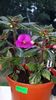 Screenshot_20191124-151655_Gallery