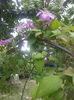 clematis rosea hybr.