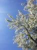 Prunus cerasus(visin)