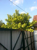 viburnum opulus(călin)