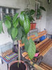 persea americana(avocado)
