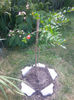 punica granatum Mme Legrelle