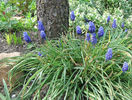 muscari armeniacum