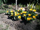 tulipa stresa