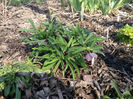 helleborus purpurascens(spanz)