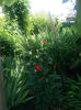 eremurus robustus -r osa teahybrid red