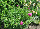 paeonia pink - iris germanica latte macchiato