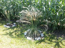 stipa tenuissima(colilie)