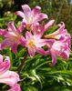 crinum-powellii-20